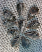 10 arrowheads with spots speckled spotted reproduction ks512